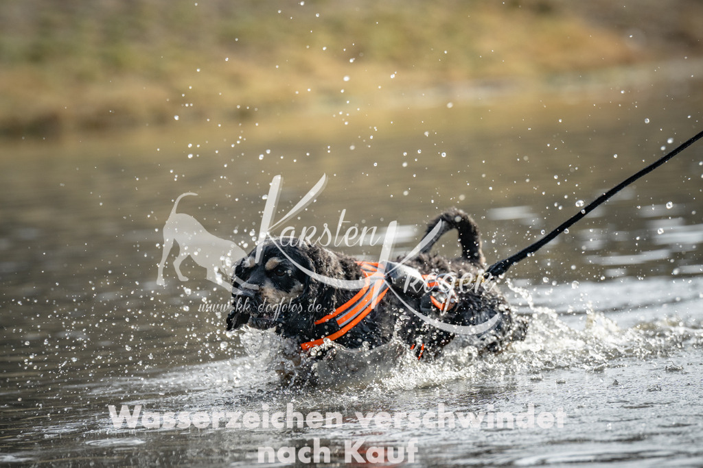 0955_ZZ94665 | kk-dogfotos