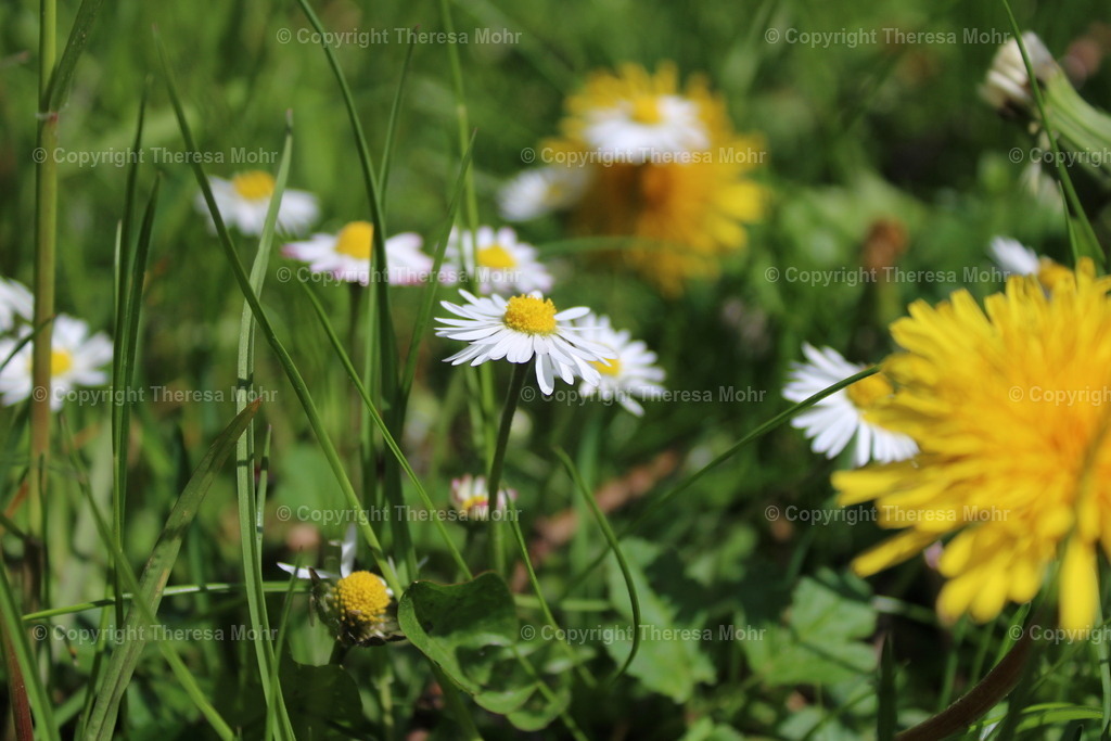 IMG_3734 | Naturpuls - Realisiert mit Pictrs.com