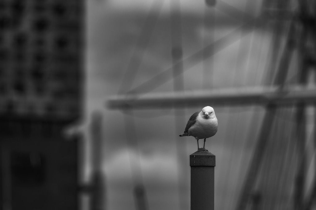 2025_03_12_HH-LANDUNGSBRUECKEN+HOLZHAFEN_MCP6557 sw | Hochwertig gedruckte Fotografien für die Wand, als Kalender und zum Verschenken. Hamburg & Norddeutschland und überall wo ich mit der Kamera unterwegs war.