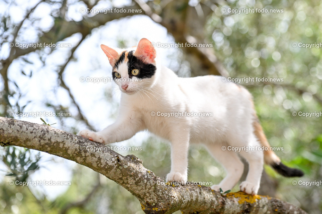 Katze_ Katzen_ 16.10.2024-6 | 16.10.2024, Linz, AUT, Haustier, Katzen, im Bild Haustier, Katze, Katzen, Kater, Stubentiger, Babykatze, Mietze, Fellnase, Tierfotografie, Heimtier