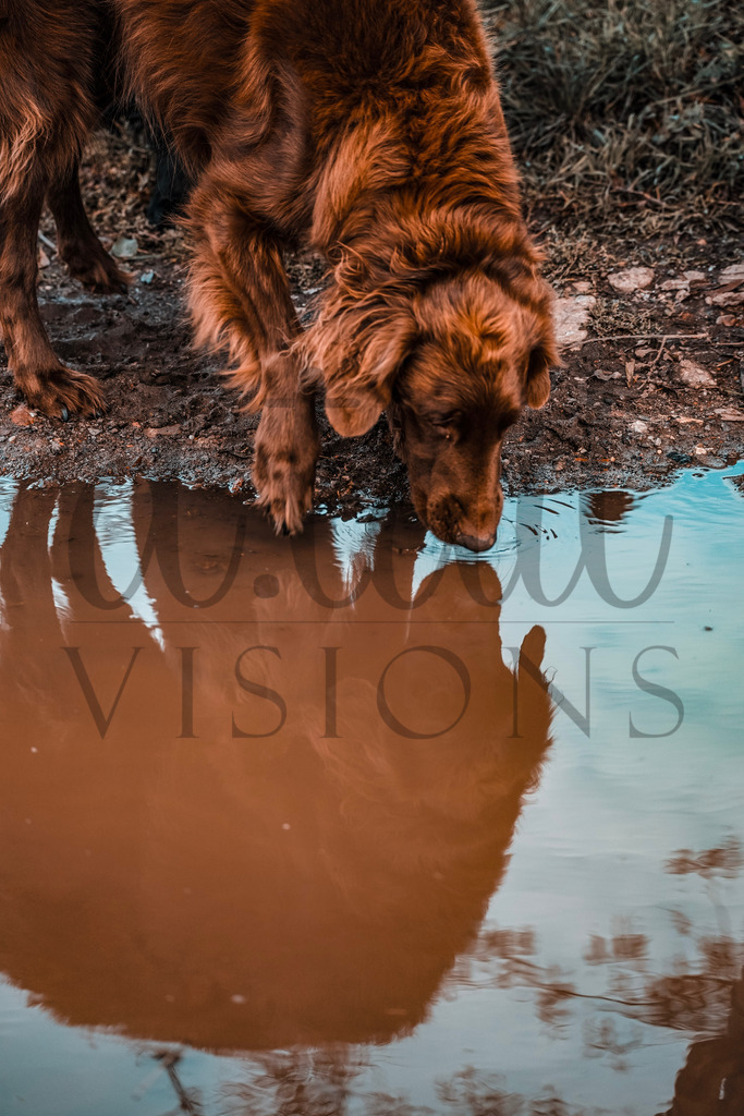 bmisc (11) | d.tail Visions - Shop - Realisiert mit Pictrs.com