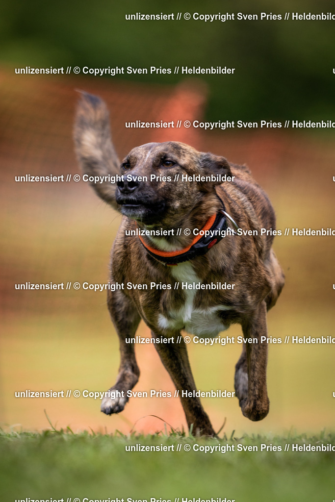 Sven Pries | 2024-04-21 - Hunderennen Baden-Oos
Foto: Sven Pries - Realisiert mit Pictrs.com