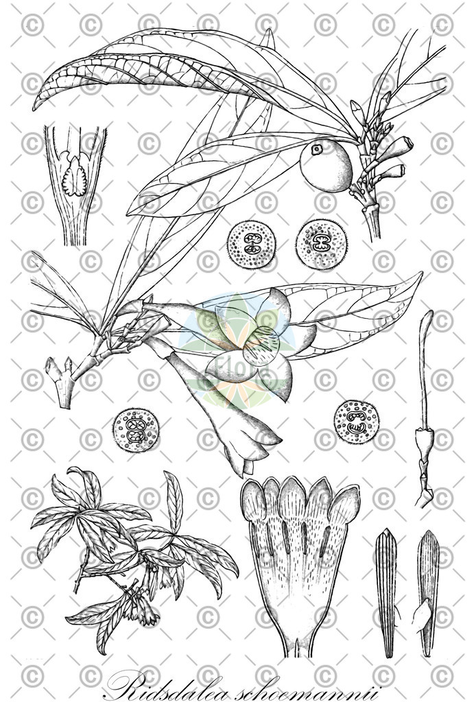 HistAbb_wfo-0001205968_1_ENZY_Simple | Historische Abbildung von Ridsdalea schoemannii - Rubiaceae | Historical Illustration of Ridsdalea schoemannii - Rubiaceae