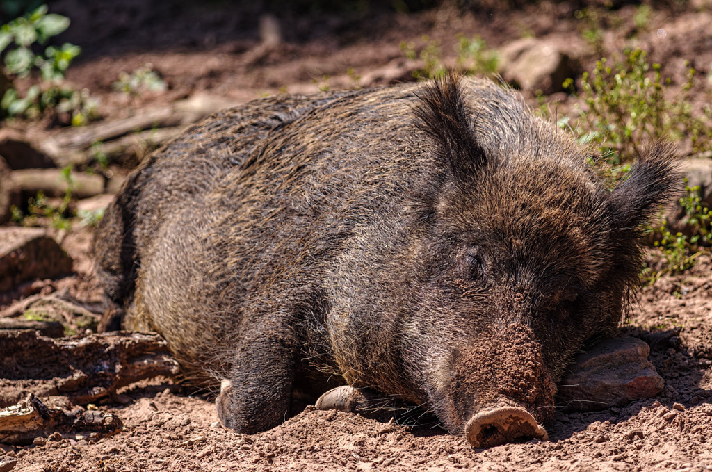 Beneidenswertes Wildschwein | Möchte man sich nicht gleich dazulegen und die warme Sonne auf dem Pelz genießen? Dieses Wildschwein gehört zu einer Gruppe im Kurpfalzpark Wachenheim. - Realisiert mit Pictrs.com