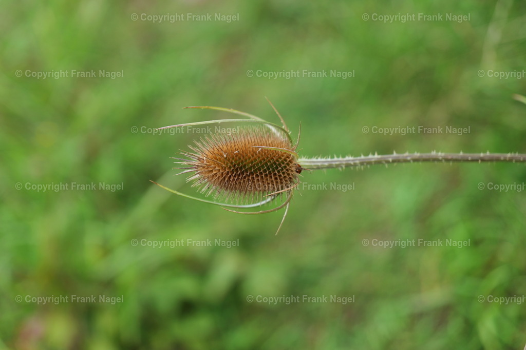 Wilde Karde | Die wilde Karde ähnelt einer Distel und ist eine mediterrane Pflanze, kommt aber auch im Norden vor - Realisiert mit Pictrs.com