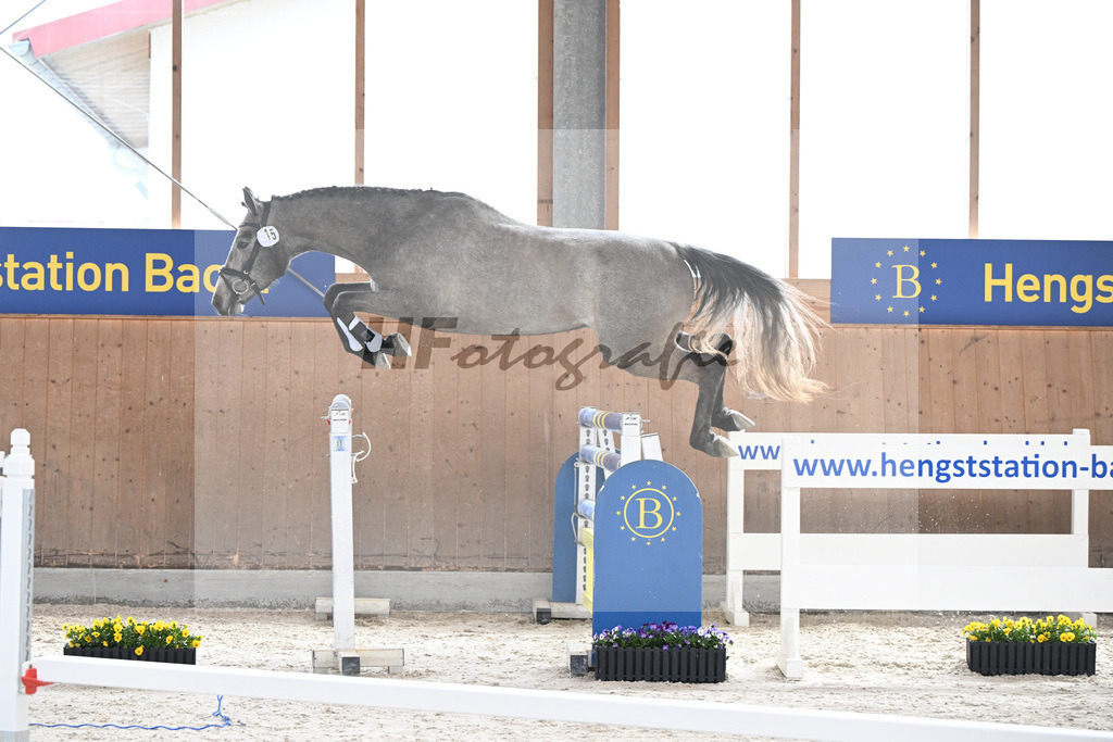Kat-Nr. 15 Kentucky H v. Charthago Blue_Hoffmeister_5250168 | hf-fotografie - Realisiert mit Pictrs.com