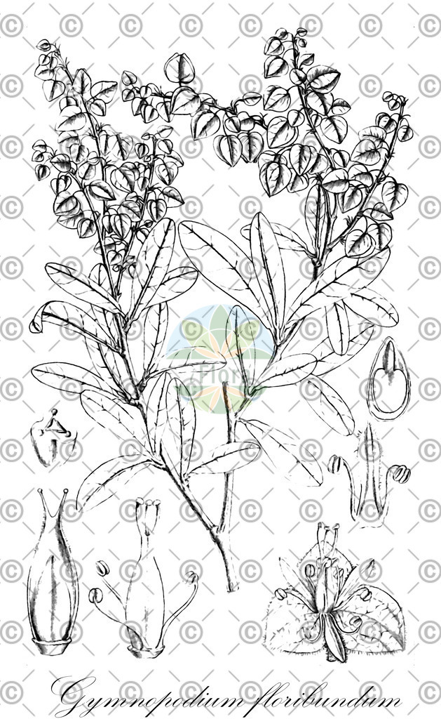HistAbb_wfo-0000433313_1_ENZY_Simple | Historische Abbildung von Gymnopodium floribundum - Polygonaceae | Historical Illustration of Gymnopodium floribundum - Polygonaceae