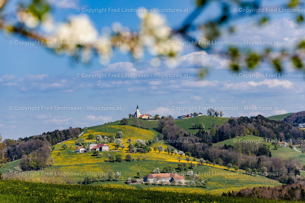 Mostviertel Birnenbluete--2 | Fotos und Fotoprodukte - Realisiert mit Pictrs.com