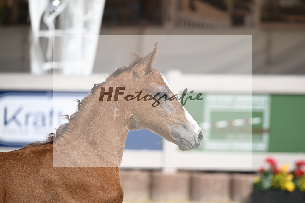 Arezzo Man x Zinedream_HF_Lohmiller_12250413 | hf-fotografie - Realisiert mit Pictrs.com
