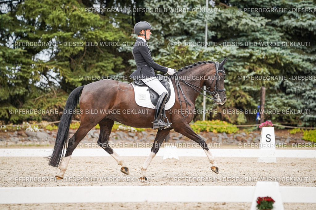 DSC07578 | Pferdegrafie