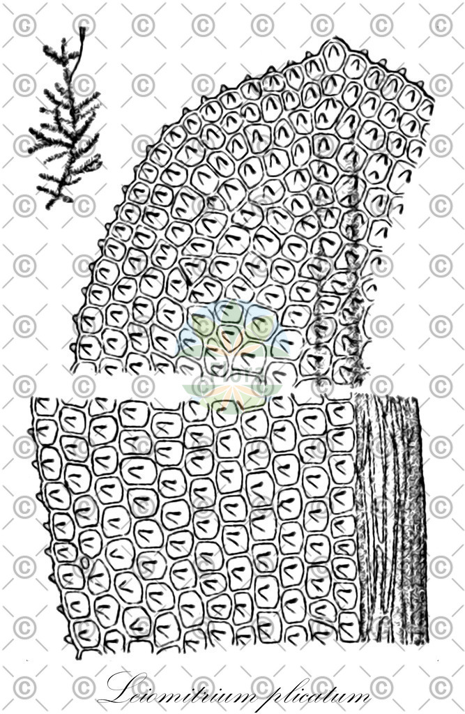 HistAbb_wfo-0001217771_1_ENZY_Simple | Historische Abbildung von Leiomitrium plicatum - Orthotrichaceae | Historical Illustration of Leiomitrium plicatum - Orthotrichaceae