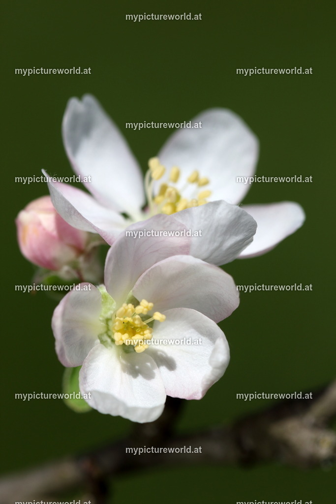 Kulturapfel-003 | Das Bilderarchiv über Tiere, Planzen und Landschaften. In der Bilddatenbank finden Sie ein große Auswahl an hochwertigen Bilder für Ihre Werbung - Realisiert mit Pictrs.com