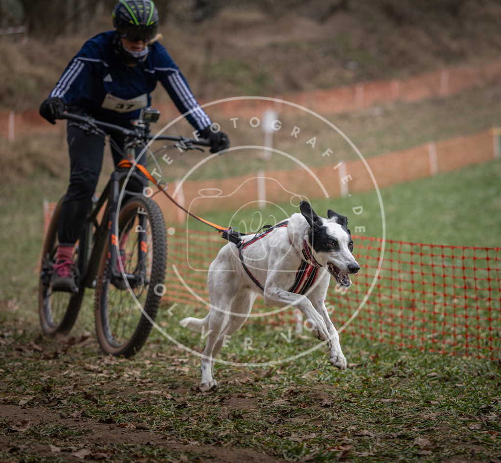 Pfotenfotografie_DV3A9848 | Hundefotografie, Tierfotograf, Pfotenfotografie, Fotoshooting Hund, Hunde Portrait, Hundesport, Hundeportraits, Heideshooting, Hunde, Sportfotograf, Hundefotograf, Turnierhundsport, THS,  - Realisiert mit Pictrs.com