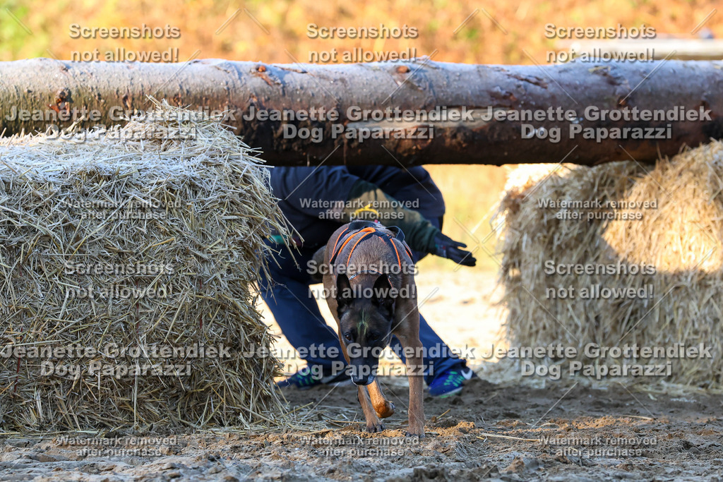 Dog Paparazzi - Strongdog 10-25-643 | Dog Paparazzi Jeanette Grottendiek Fotografie & Videografie - Realisiert mit Pictrs.com