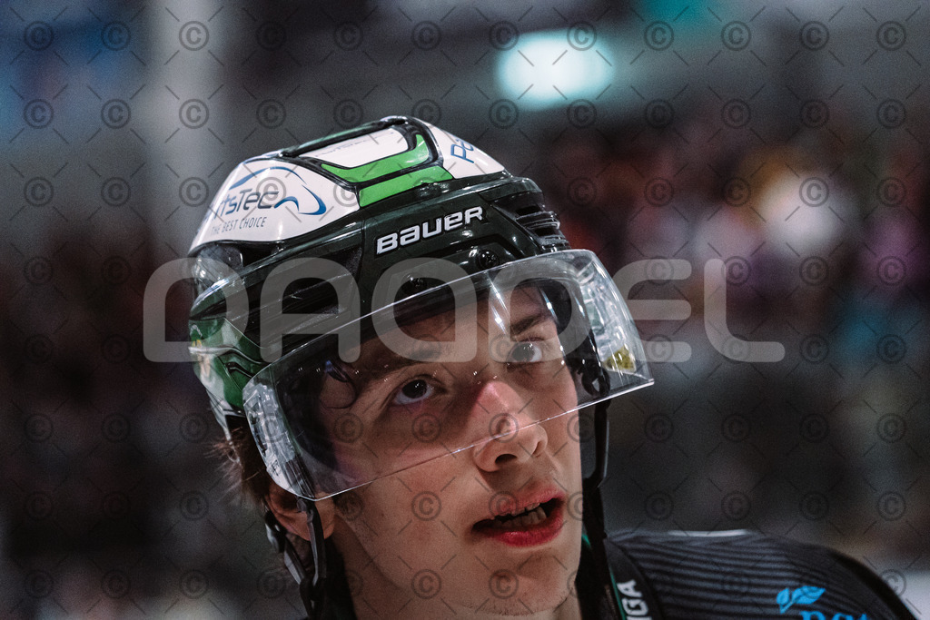 Alligators_vs_Selb_27_02_2026-52 | Höchstadt Alligators Fotogalerie: Eishockey-Action aus Franken. Professionelle Spielfotos, Portraits & Stadionbilder zum Download. Jetzt entdecken! - Realisiert mit Pictrs.com