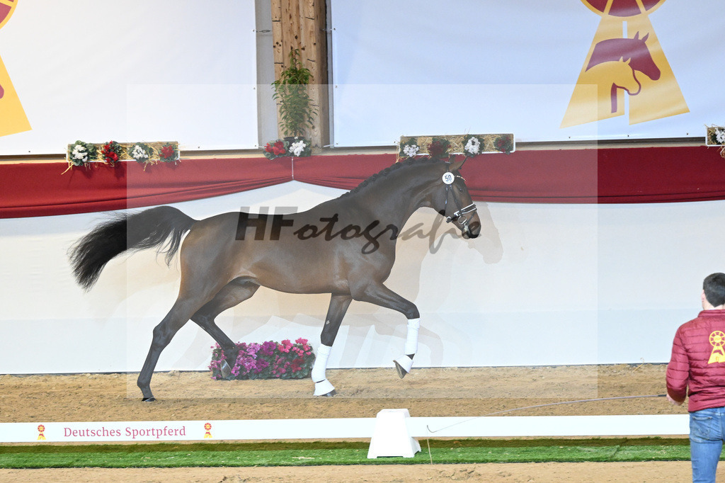 Kat-Nr. 50 Falihandro_Wilbers_1230201 | hf-fotografie - Realisiert mit Pictrs.com