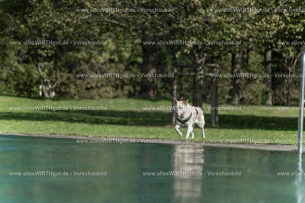 Hundeschwimmen_Volksbad_2026-allesWIRTHgut_Tierfotografie-2609061551-7R501966 | Professionelle Tierfotografie in Mönchengladbach von Daniel Wirth (allesWIRTHgut). Liebevolle & natürliche Bilder von Hunden & Katzen für unvergessliche Erinnerungen.