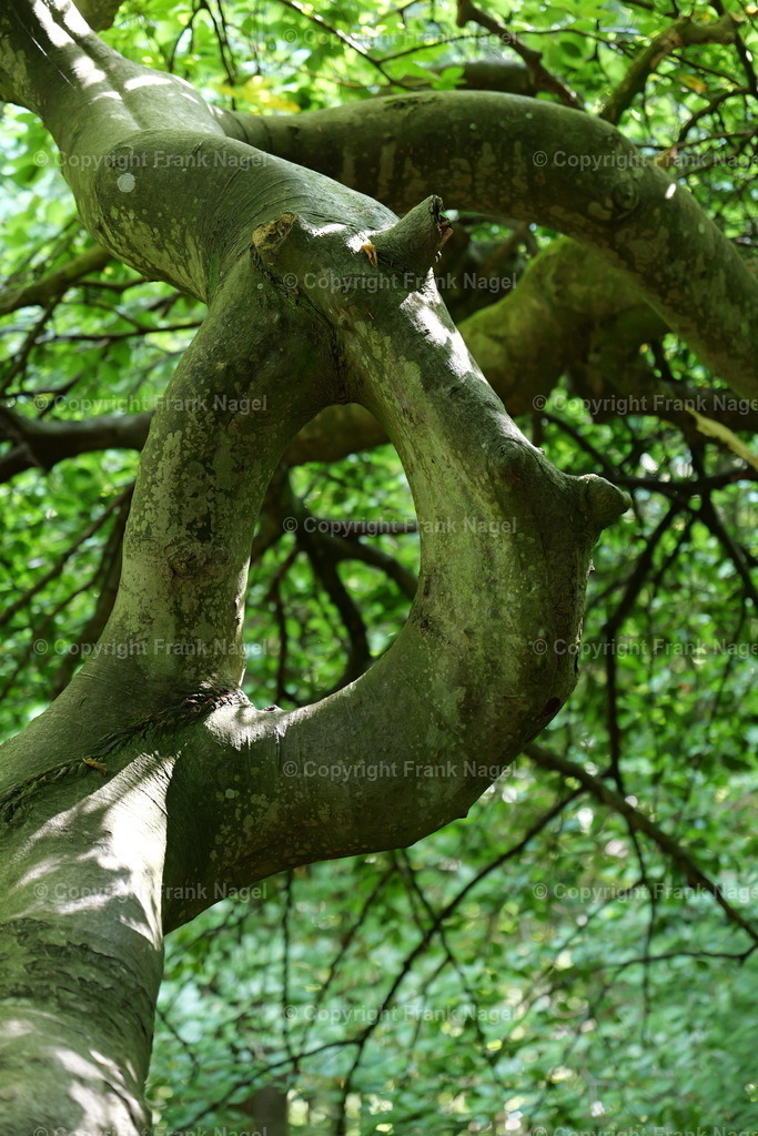 Hexenwald im Waldpark Semper | Der Hexenwald befindet sich auf der Insel Rügen im Ort Lietzow im Waldpark Semper und besteht aus Krüppel- bzw. Süntelbuchen.  - Realisiert mit Pictrs.com