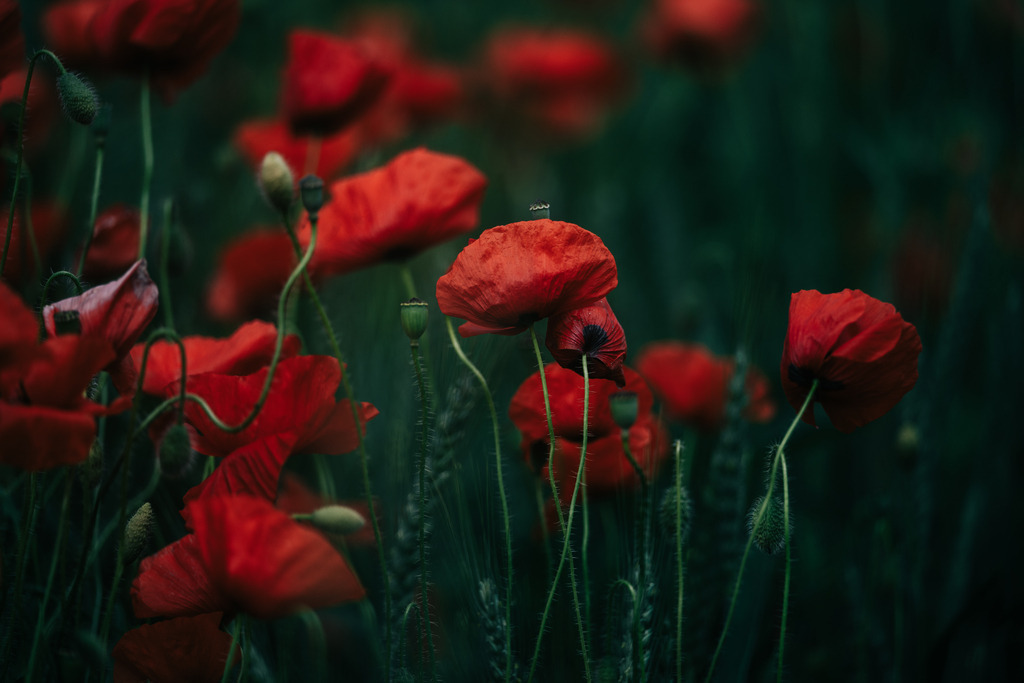 Mohnfeld | Simone Sonderegger Photography