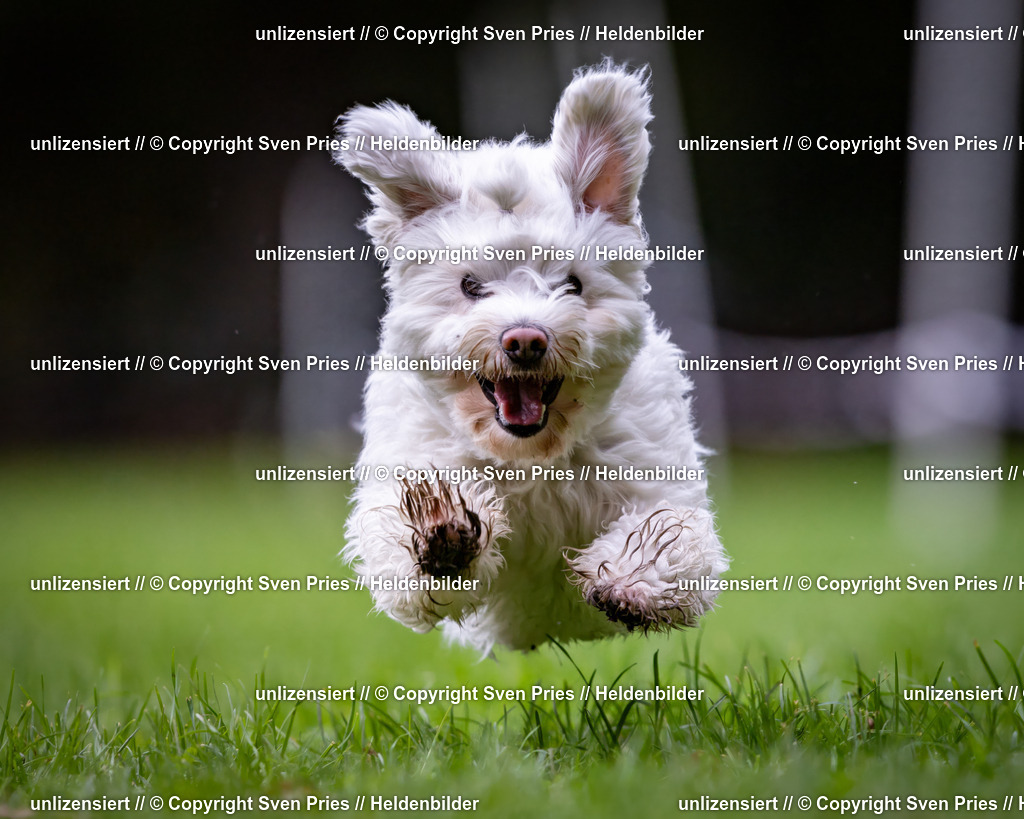 Sven Pries | 2024-10-19 - Hunderennen Ober-Grombach - Realisiert mit Pictrs.com