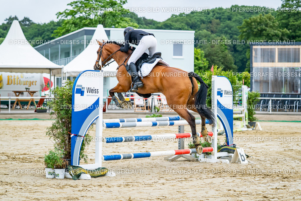 DSC02343 | Pferdegrafie