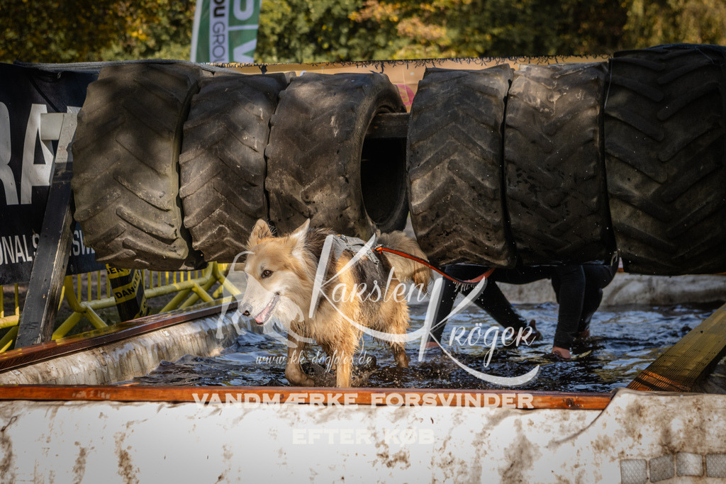 1154_ZZ93806 | kk-dogfotos