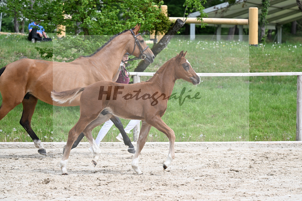 Kat-Nr. 2 HF Kool Blue x Canstakko_Haarmann_24260135 | hf-fotografie - Realisiert mit Pictrs.com