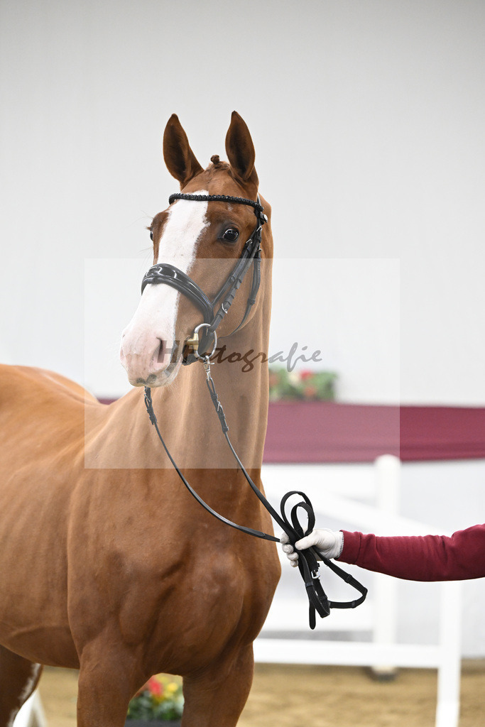 Kat-Nr. 102 Diablue PS x Balou du Rouet_Karl Schmid_47253273 | hf-fotografie - Realisiert mit Pictrs.com