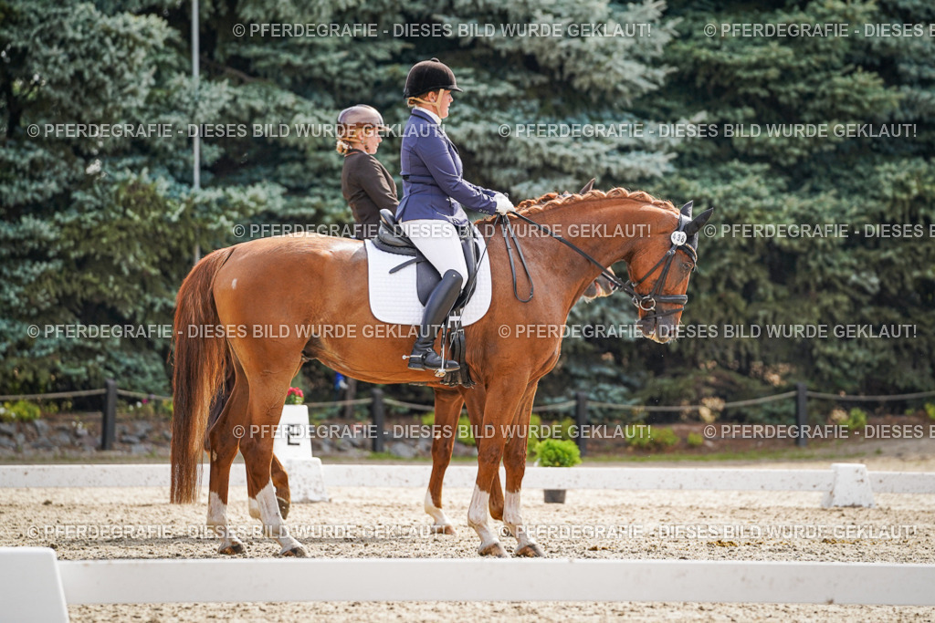 DSC07384 | Pferdegrafie