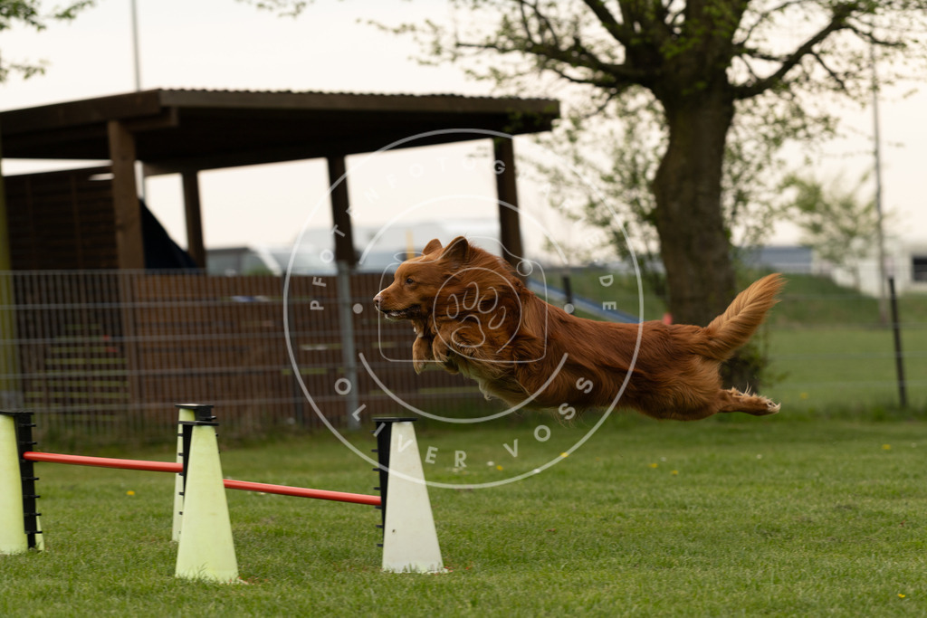 Pfotenfotografie_DV3A8882 | Hundefotografie, Tierfotograf, Pfotenfotografie, Fotoshooting Hund, Hunde Portrait, Hundesport, Hundeportraits, Heideshooting, Hunde, Sportfotograf, Hundefotograf, Turnierhundsport, THS,  - Realisiert mit Pictrs.com
