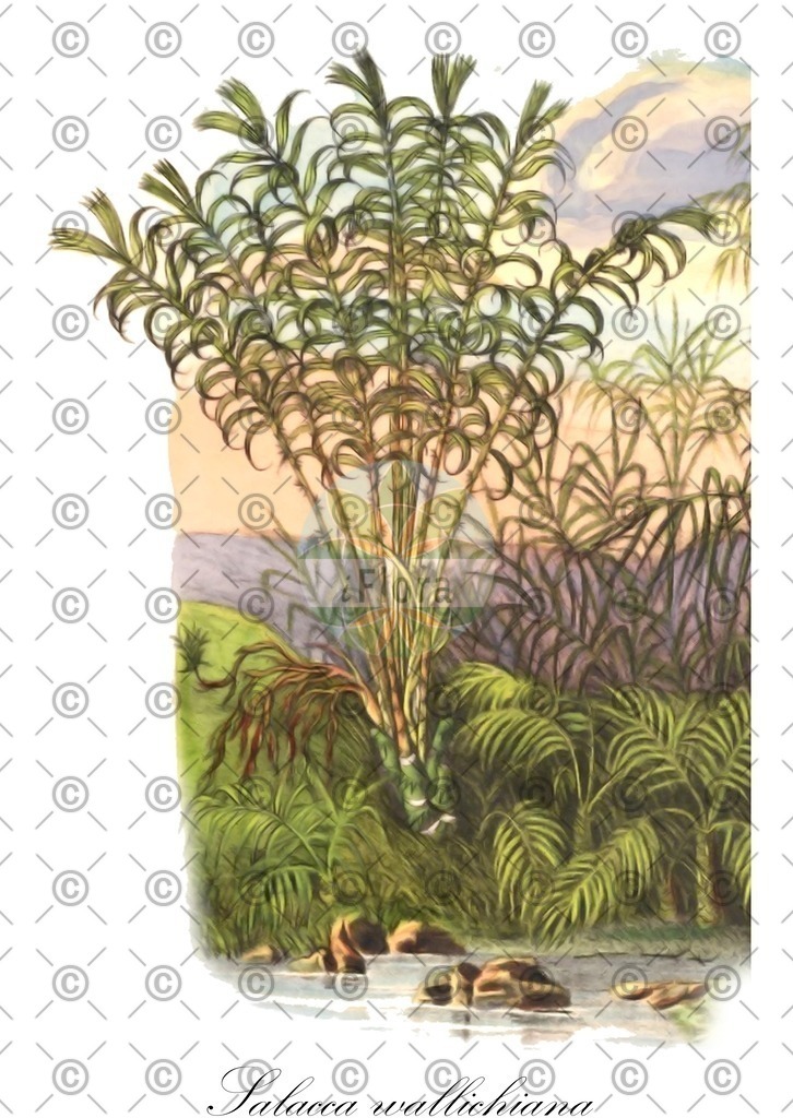 HistAbb_wfo-0000435833_1_ENZY_Simple | Historische Abbildung von Salacca wallichiana - Arecaceae | Historical Illustration of Salacca wallichiana - Arecaceae