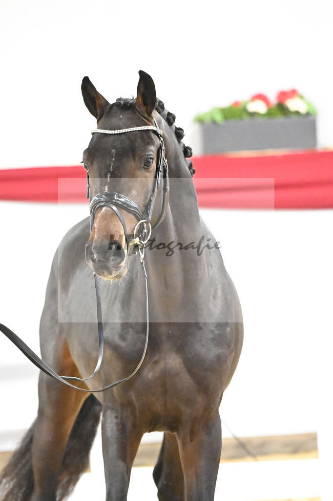 Kat-Nr. 32 v. Uno I_Koegler_63220873 | hf-fotografie - Realizzato con Pictrs.com