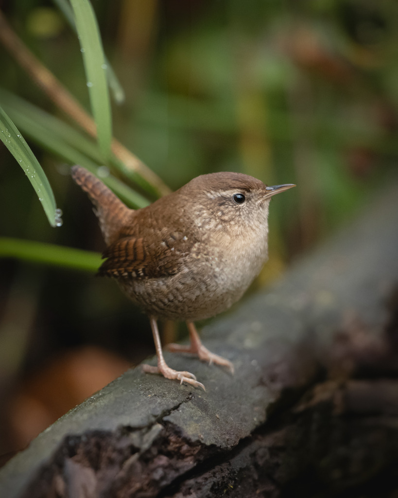 DSC_2409-2 | Ich bin Fotograf aus Neuburg an der Donau und spezialisiere mich auf Wildlife-Fotografie, Landschaftsaufnahmen und Portraits.Ob Hochzeit, Familienbilder oder Naturaufnahmen – ich fange echte Momente ein, die bleiben. 