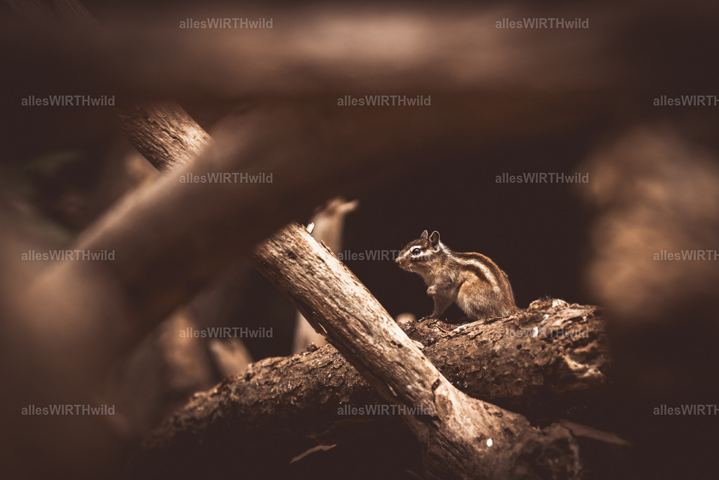 allesWIRTHgut Tierfotografie - www.allesWIRTHwild.de - 7IV03511 | Entdecke die faszinierende Welt der Natur- und Wildlife-Fotografie von Daniel und Bärbel. Inspirierende Bilder von wilden Tieren und kleinen Naturwundern.