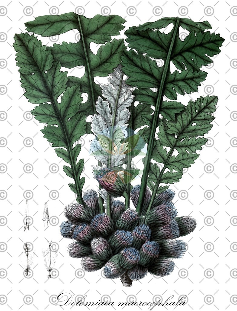 HistAbb_wfo-0000654037_1_ENZY_Simple | Historische Abbildung von Dolomiaea macrocephala - Asteraceae | Historical Illustration of Dolomiaea macrocephala - Asteraceae