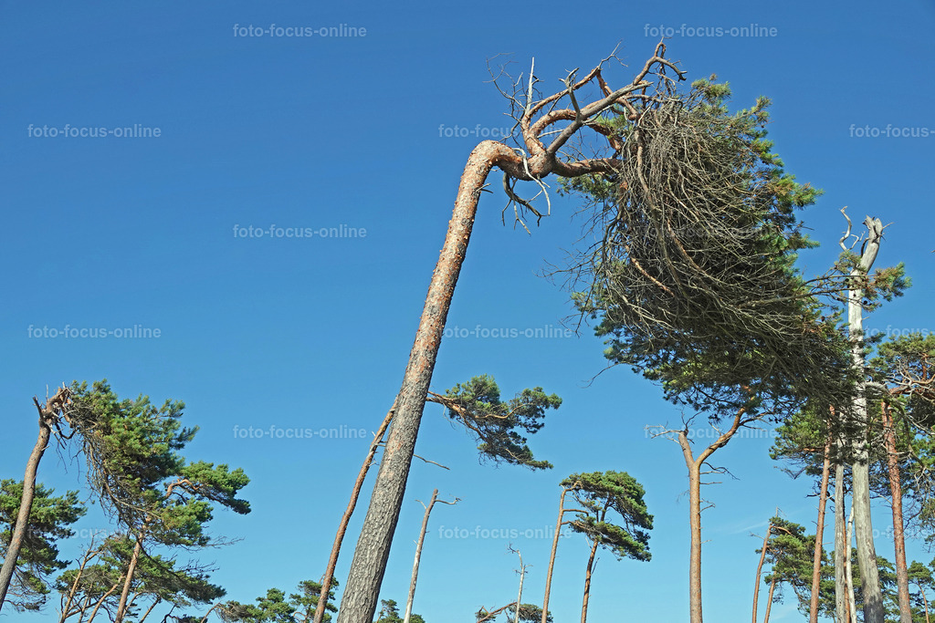 Windswept trees | wind escaper trees in sunny weather