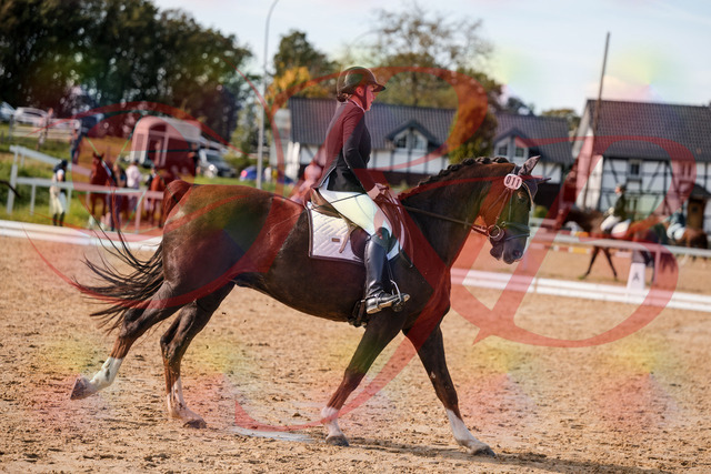 2026_10_03_Siefer-Hof_132348_Z63_85860842 | Professionelle Reitsport-, Turnier- und Eventfotografie von Robert Broda. Galerien mit ausgewählten und bearbeiteten Bildern direkt online ansehen und bestellen.