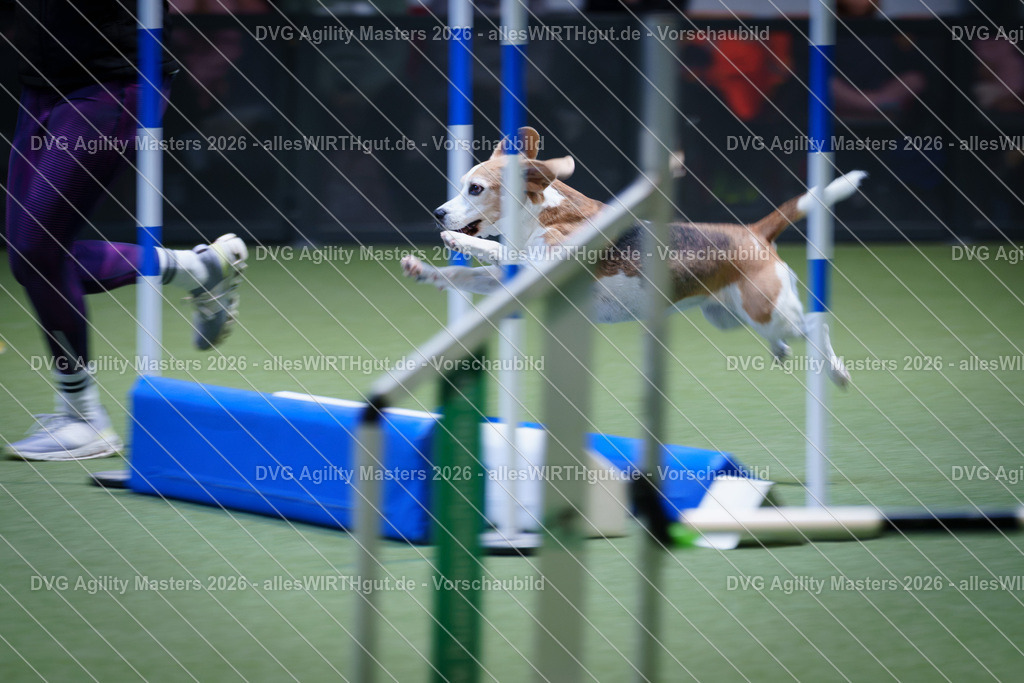 allesWIRTHgut_Tierfotografie-DVG_Agility_Masters_2026-14_50-7R505601 | Professionelle Tierfotografie in Mönchengladbach von Daniel Wirth (allesWIRTHgut). Liebevolle & natürliche Bilder von Hunden & Katzen für unvergessliche Erinnerungen.