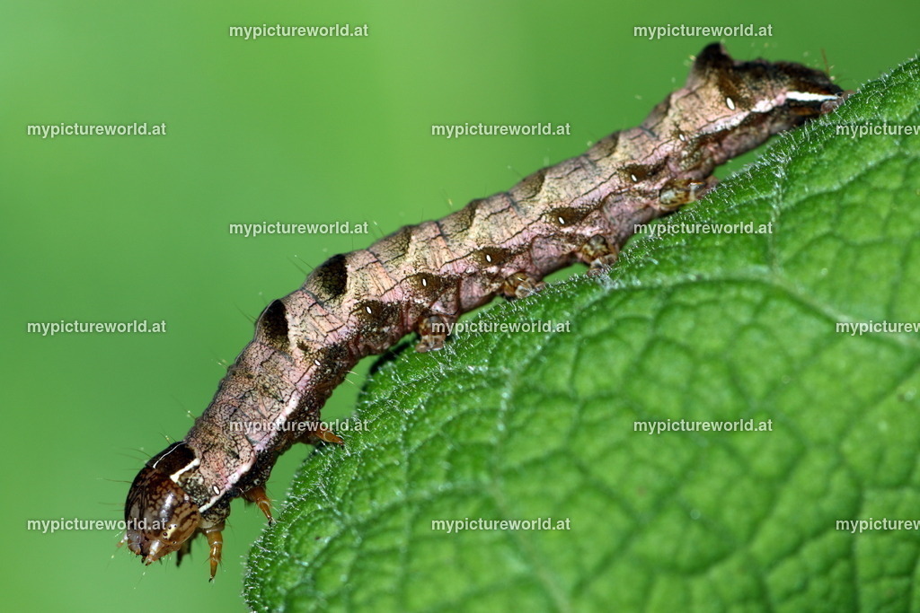 Melanchra persicariae-003 | Das Bilderarchiv über Tiere, Planzen und Landschaften. In der Bilddatenbank finden Sie ein große Auswahl an hochwertigen Bilder für Ihre Werbung - Realisiert mit Pictrs.com