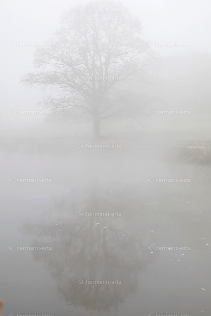 Trees_fine_Art_0033 | Photo Foto Kunst Art schwarzweiss Bilder Rheine Münster Berlin Blumen 