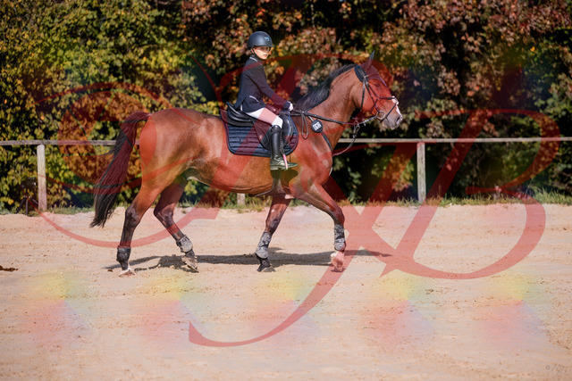 2026_10_03_Siefer-Hof_143736_Z81_06742751 | Professionelle Reitsport-, Turnier- und Eventfotografie von Robert Broda. Galerien mit ausgewählten und bearbeiteten Bildern direkt online ansehen und bestellen.