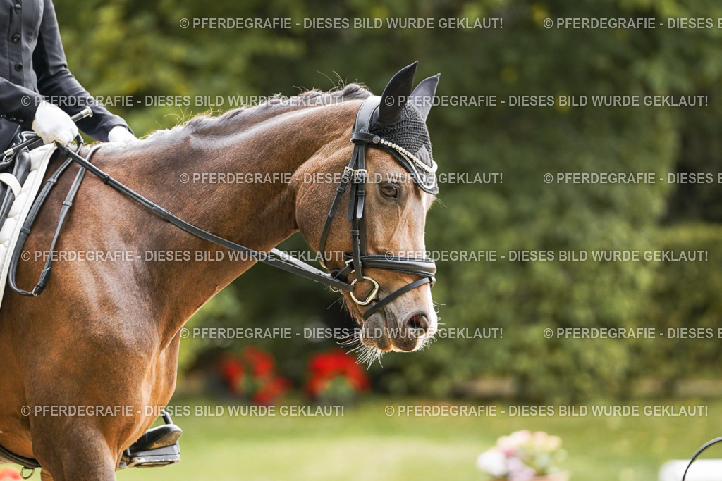 DSC01045 | Pferdegrafie