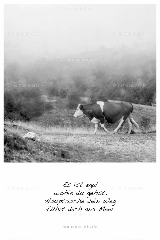 PK_Zitate_10x15_BW-139 | Photo Foto Kunst Art schwarzweiss Bilder Rheine Münster Berlin Blumen 