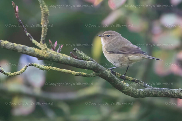 201756 | Tierfotografie, Tierkalender, Tierbilder, Insekten, Spinnen, Vögel, Schmetterling, Libellen, Leinwand, Colorkey, Qualität, Geschenkartikel, Geschenk - Realisiert mit Pictrs.com