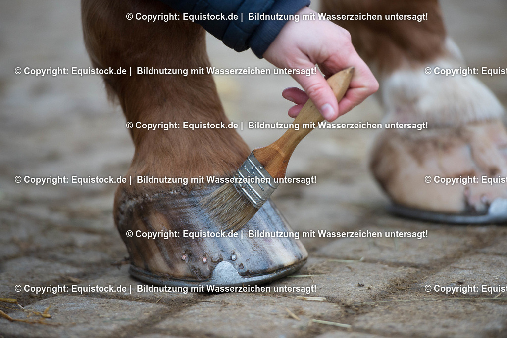 20171206_Hufpflege_Hartig_0001 | Foto: Thomas Hartig