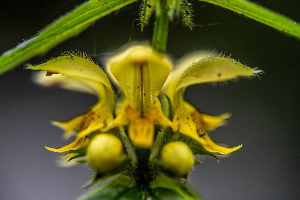 IMG_1136 | ehrlichefotos - Realisiert mit Pictrs.com