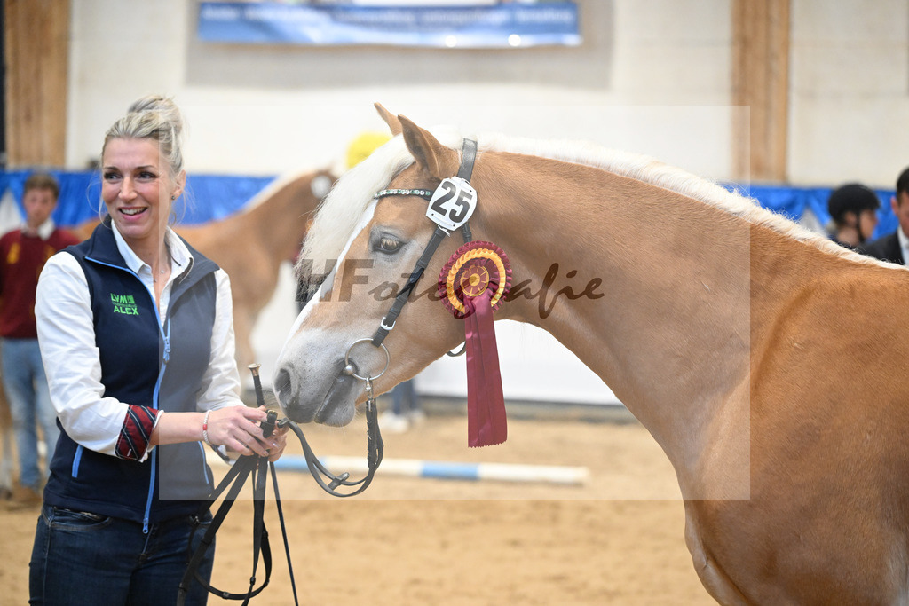 Kat-Nr. 25 Bandit v. Barios_Haflingergestuet Meura_48254173 | hf-fotografie - Realisiert mit Pictrs.com