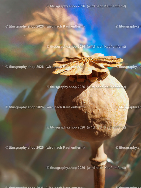 titusgraphy_P1063806-vz-ln | titusgraphy-shop: Geschenkideen mit Qualitätsfotos. titusgraphy-shop: gift ideas with quality photos. titusgraphy-shop: idées cadeaux avec photos de qualité.  - Realisiert mit Pictrs.com