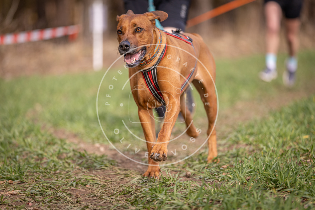 DV3A6055 | Hundefotografie, Tierfotograf, Pfotenfotografie, Fotoshooting Hund, Hunde Portrait, Hundesport, Hundeportraits, Heideshooting, Hunde, Sportfotograf, Hundefotograf, Turnierhundsport, THS,  - Realisiert mit Pictrs.com