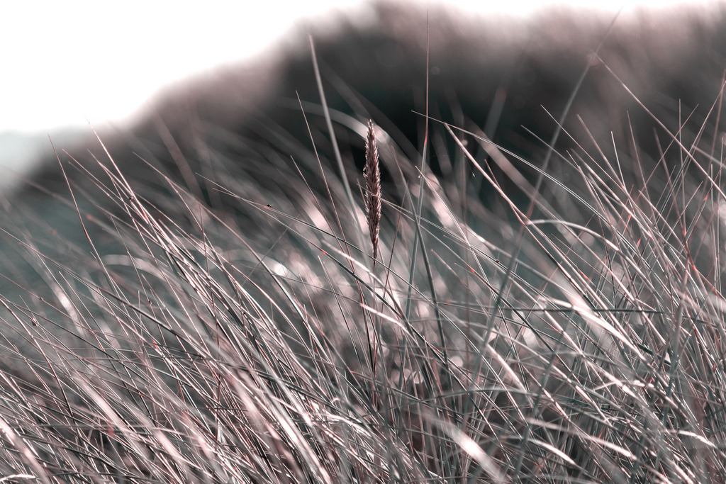 Wandbild: Strandhafer am Meer in dezenten Farben | Dieses Wandbild im Querformat zeigt Strandhafer in der Nahaufnahme. In der Mitte ist ein Strandhaferhalm mit Ähre zu sehen. In der Unschärfe sind Büsche zu erkennen. Das Wandbild hat einen sehr geringen Farbumfang und sorgt durch den warmen Beigeton für eine schöne Wohlfühlatmosphäre in Ihrem Wohnzimmer. Sie lieben maritime Deko? Dann passt dieses Wandbild perfekt zu Ihnen. Verschönern Sie Ihr Zuhause im Wohnzimmer, Schlafzimmer und Küche. Oder schaffen Sie ein tolles Urlaubsflair in Ihrer Ferienwohnung. Dieses Wandbild ist auf Leinwand, Aluminium-Platte, Acrylglas oder als Holzdruck erhältlich. Die Wandbilder werden individuell für Sie in vielen Abmessungen produziert. Daher passen die Ostseekult Wandbilder immer perfekt an Ihre Wände.  - Realisiert mit Pictrs.com